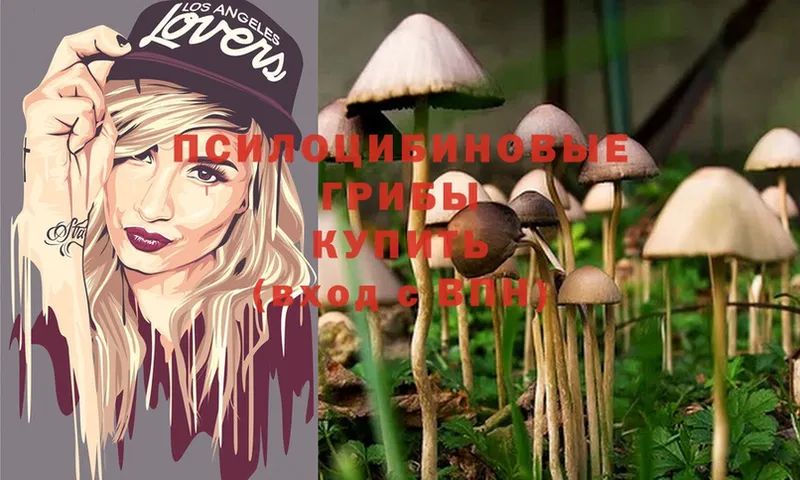 Галлюциногенные грибы Magic Shrooms  закладка  Бородино 